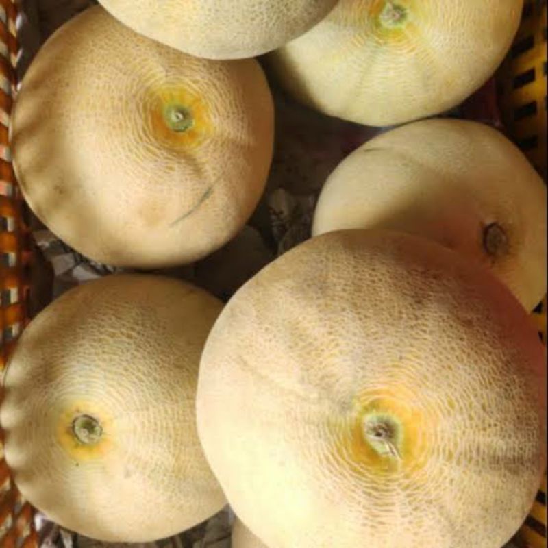 

MelonNgawi