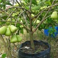 JAMBU AIR MADU