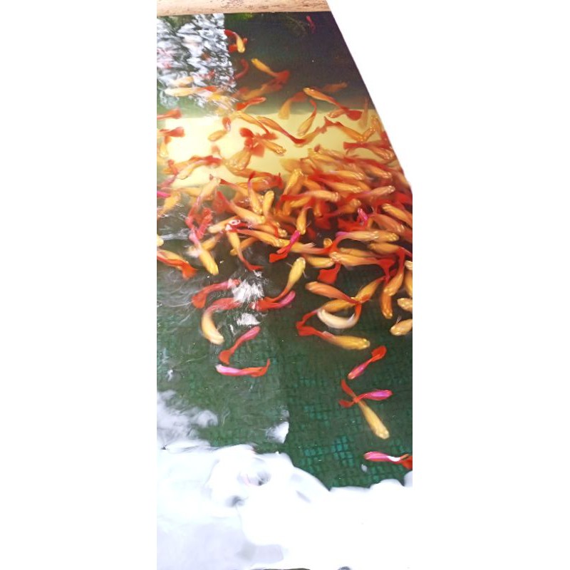 ikan Guppy AFR(betina siap produksi)