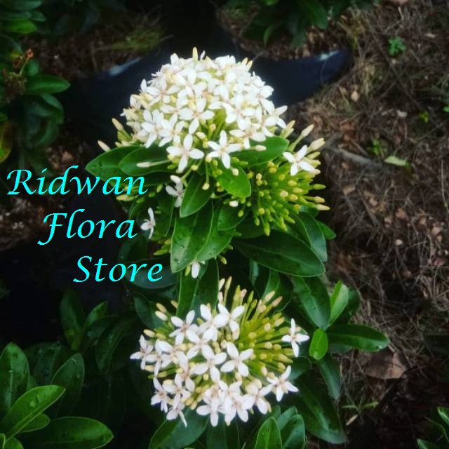 Tanaman Hias Asoka Putih - Asoka jambon - asoka bunga putih