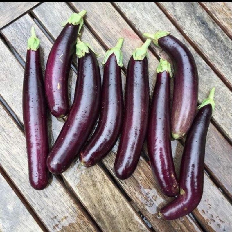 

Terong organik (ungu/ijo) 1kg