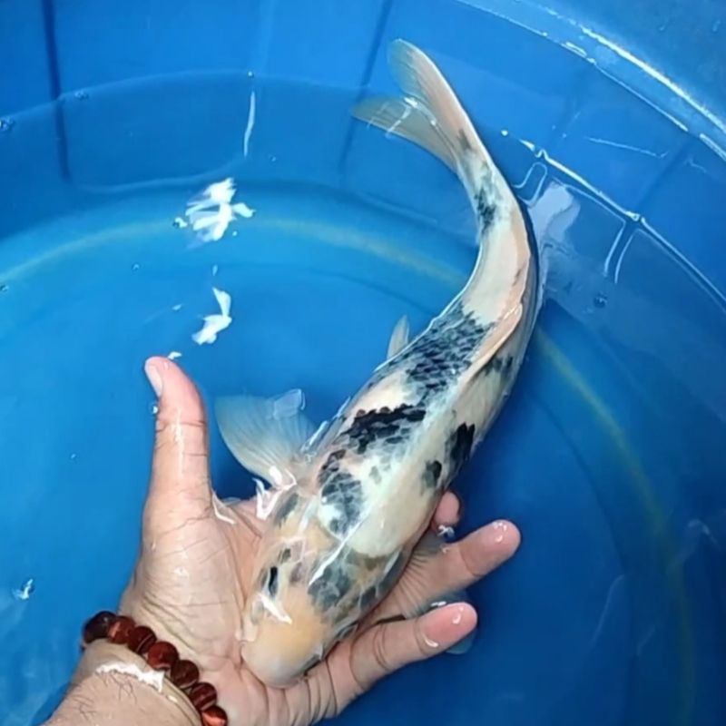 Ikan Koi F1 / Dari Indukan Import / Rumah Koi Jakarta / kode 0011