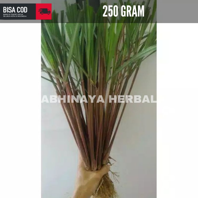 

SEREH MERAH WANGI SEGAR - SERAI LANANG HERBAL BERKHASIAT 250gr