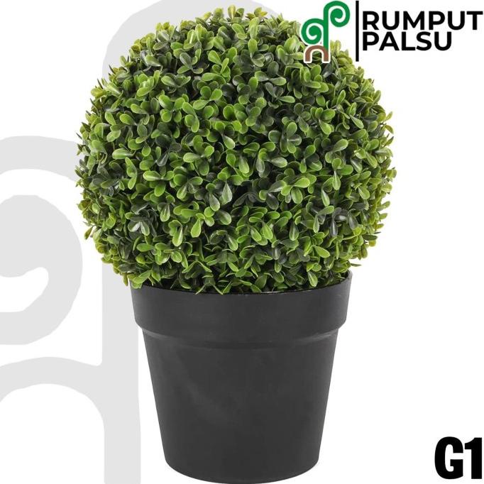 Tanaman Buxus pot