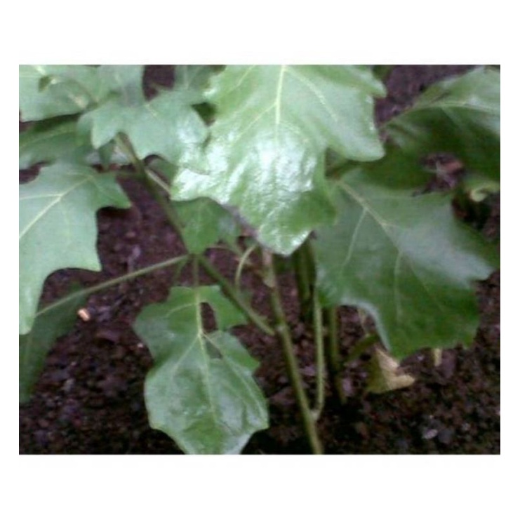 

Herbal Jantung Berdebar -DAUN TAKOKAK SEGAR - Tekokak (solanum torvum)