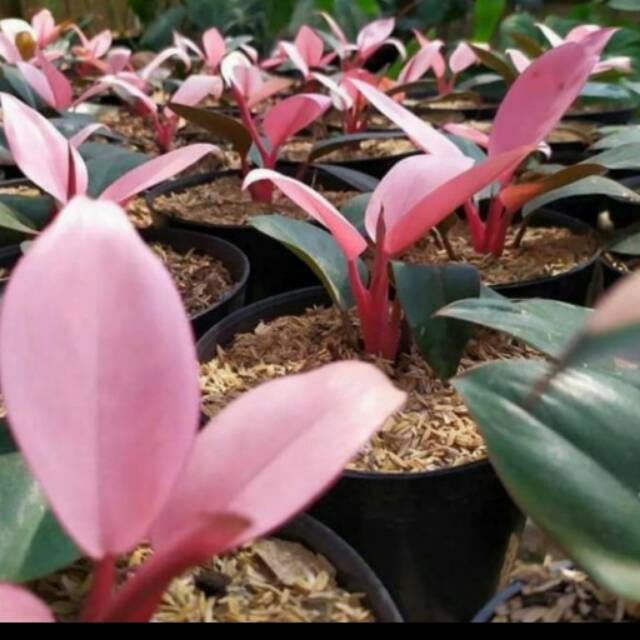 TANAMAN PHILO PHILODENDRUM PINK CONGO | TANAMAN PHILO PINK CONGO