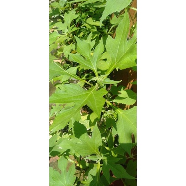 Tanaman Daun Insulin bibit