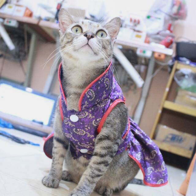 Dress chongsam ungu imlek 2019 untuk kucing dan anjing size S M L XL