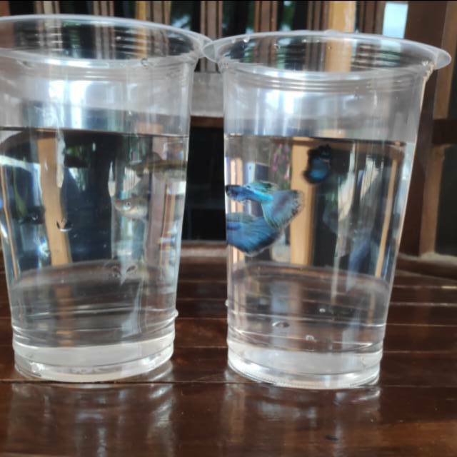 Ikan guppy green moskow CUMA 50.000/Pair