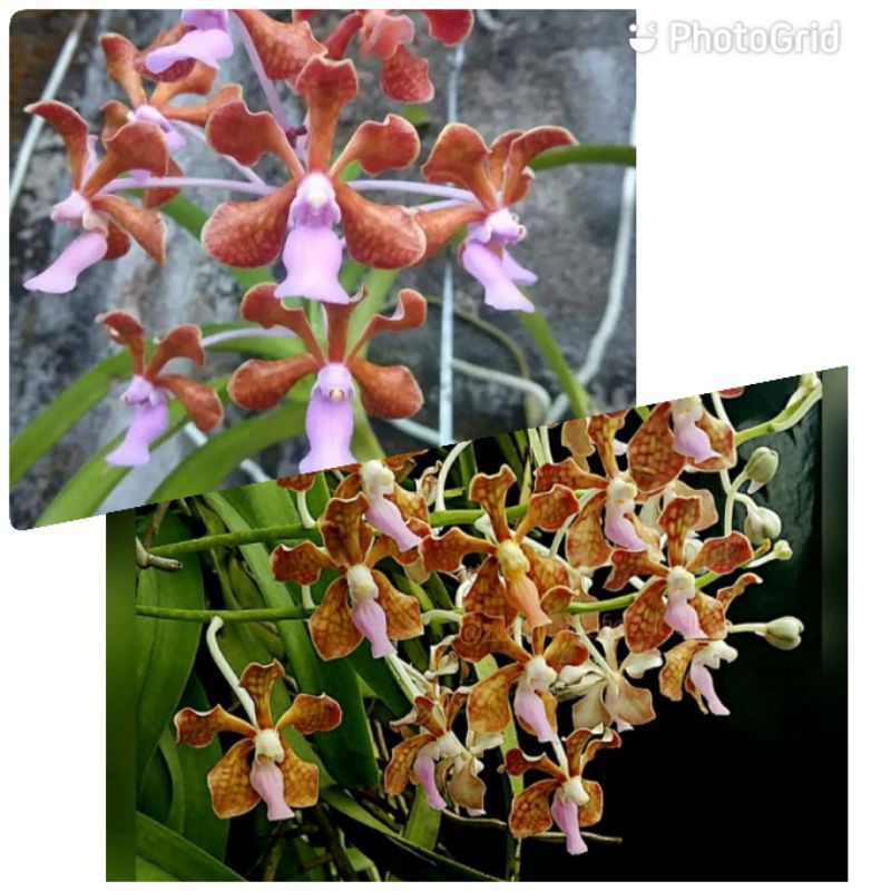 vanda limbata spike/knop