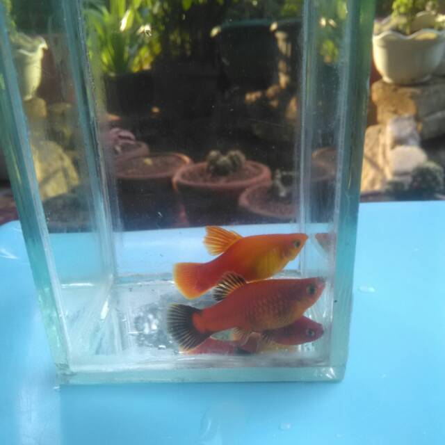 Ikan Hias Indukan Platy All Jenis Mix Besar Cocok untuk Menghiasi Aquarium, Aquascape,Kolam