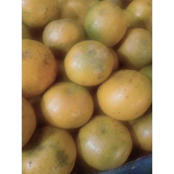 

JERUK MEDAN BERASTAGI