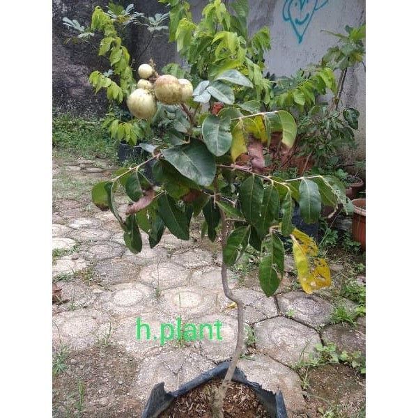 bibit pohon lengkeng mata lada cepat dan sudah berbuah  Murah