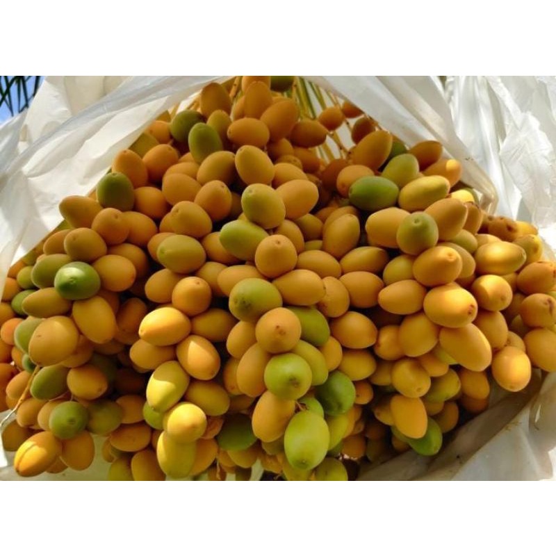 kurma muda promil kuning 1 kg fresh