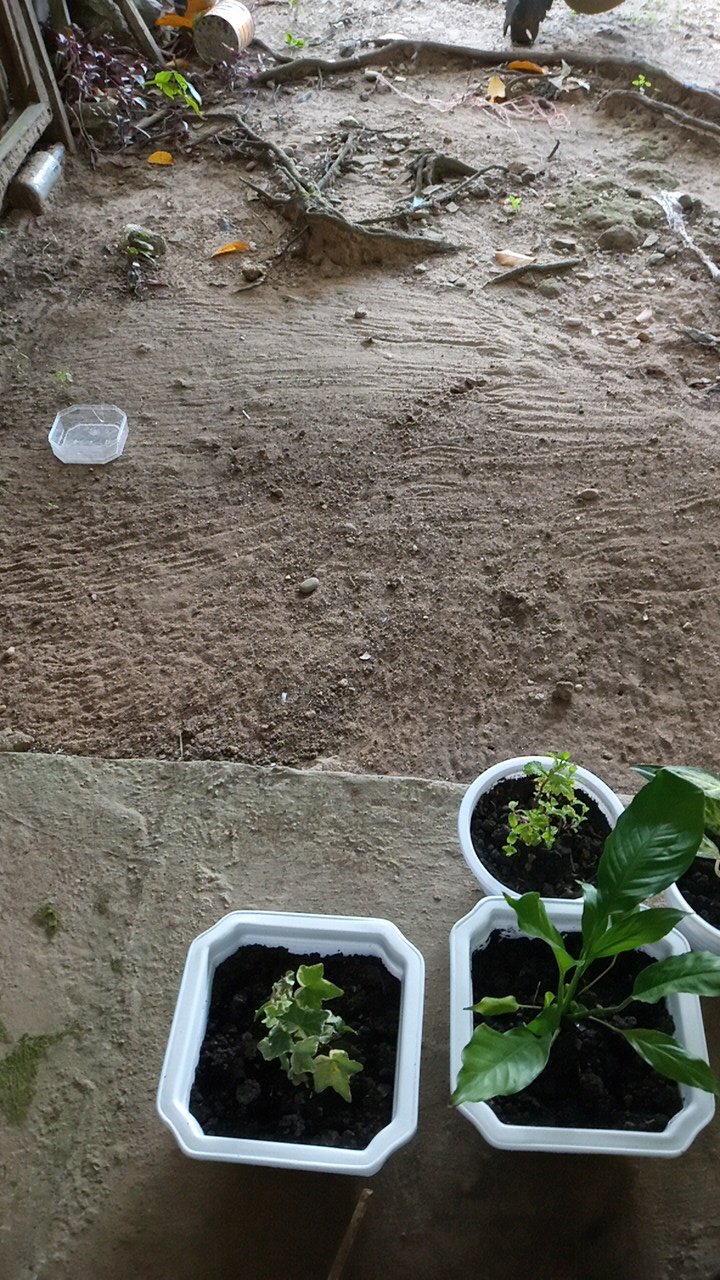 Tanaman Hias Gantung Ivy Variegata