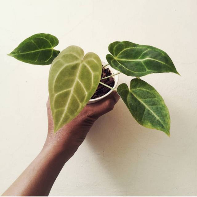 Tanaman hias kuping gajah mini -tanaman kuping gajah mini