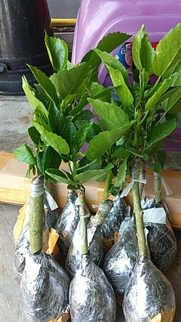 Paket Hemat Hibiscus 10pcs