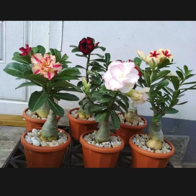 benih bunga kamboja adenium tanaman hidup kemboja adenium bunga tumpuk hidup taman