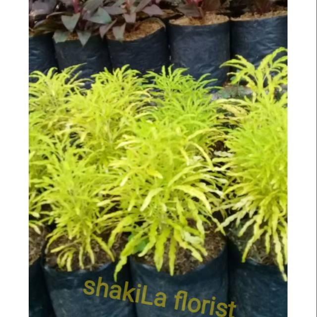 

brokoli kuning dan hijau