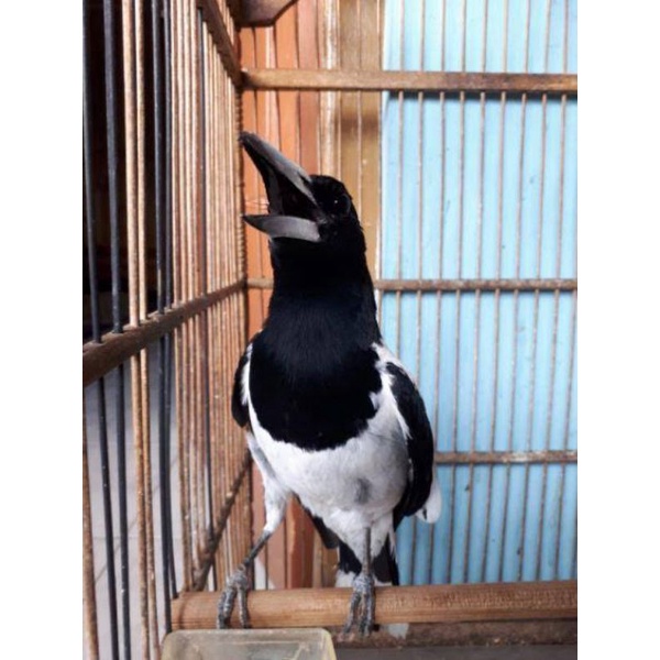 Burung Jagal Papua jantan / betina ready rawatan