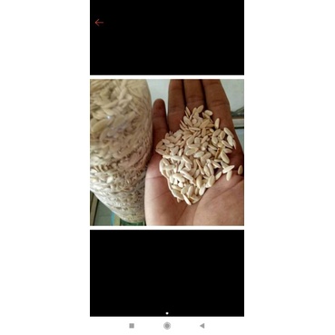 Benih blewah Manohara / Batu Demak 15 gram 600an biji