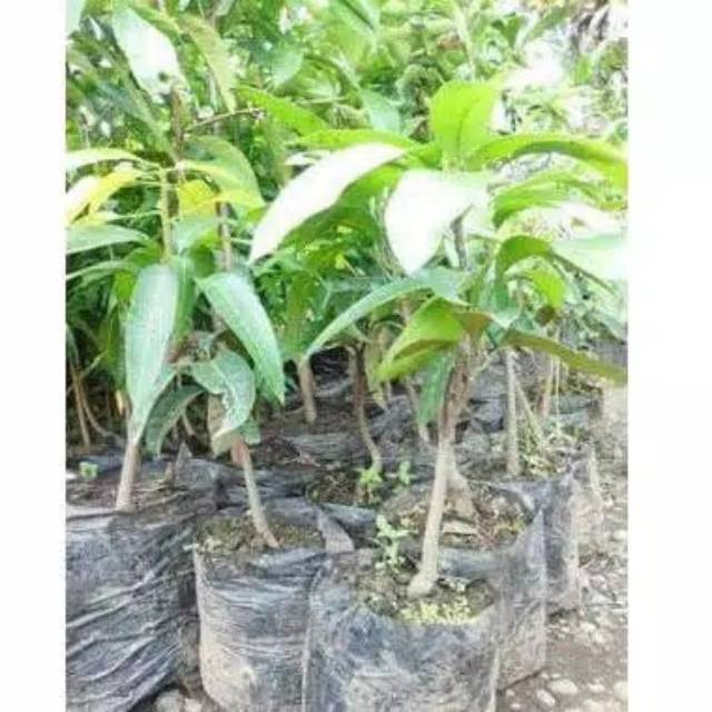 

Bibit mangga madu jumbo stek samcuk - WISATA AGROTANI
