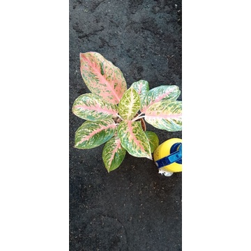 bunga hias ratu daun aglonema mutasi big papa rasa andini