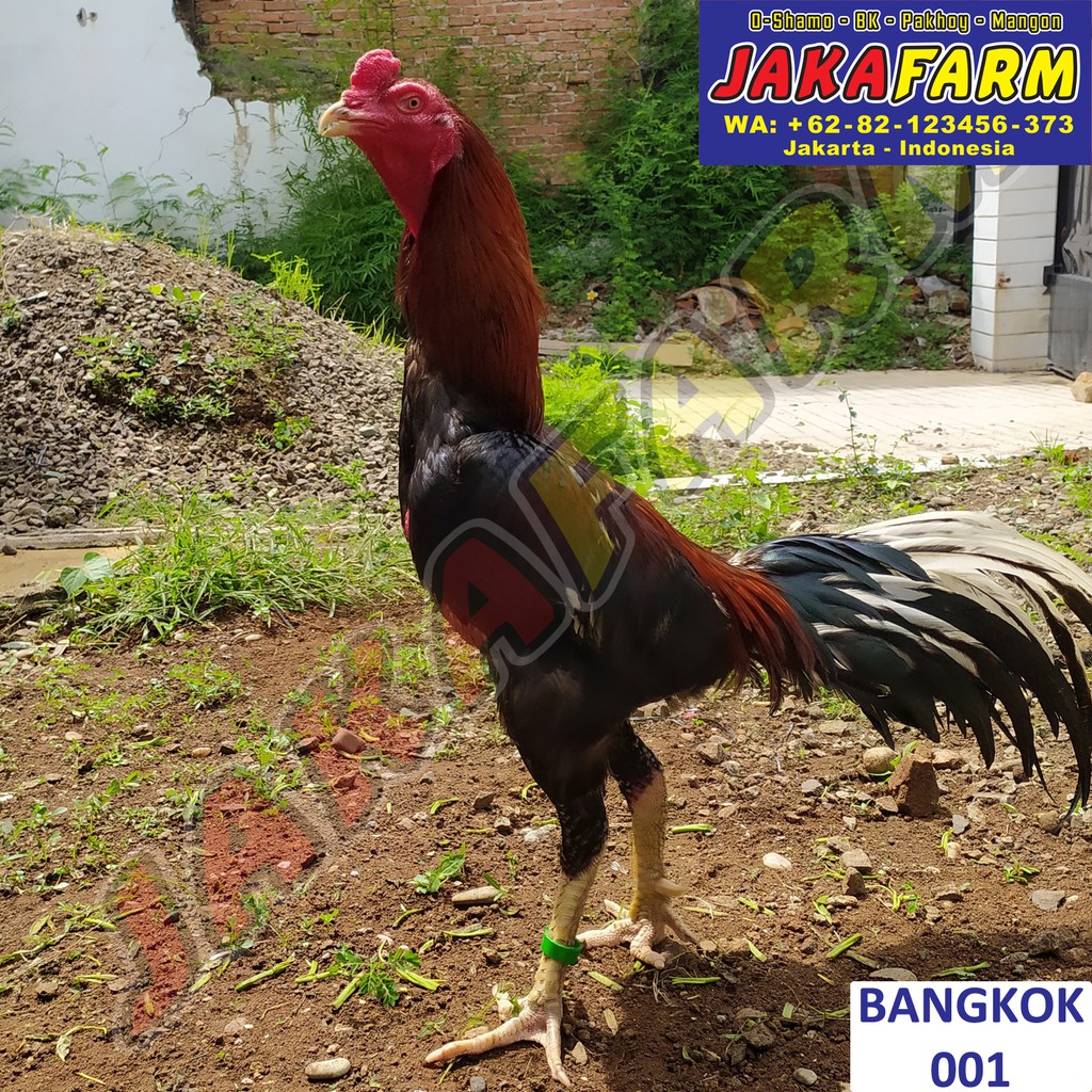 Ayam Bangkok Jantan Asli Import Bangkok Thailand 001 Shopee Indonesia