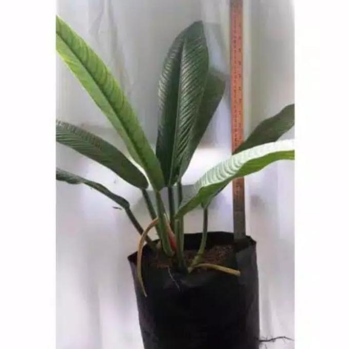 Tanaman Hias Philodendron Lynette Philo Linet Tanaman Indoor
