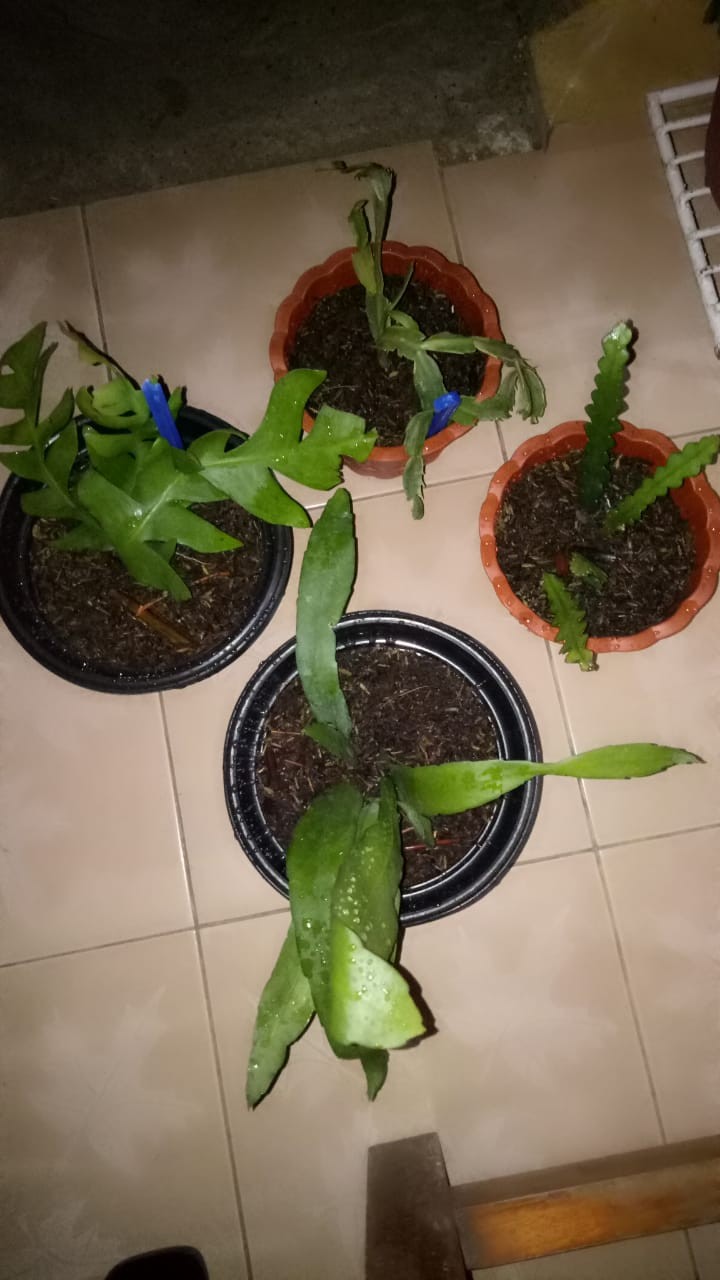 Tanaman Bunga Wijaya Kusuma Putih