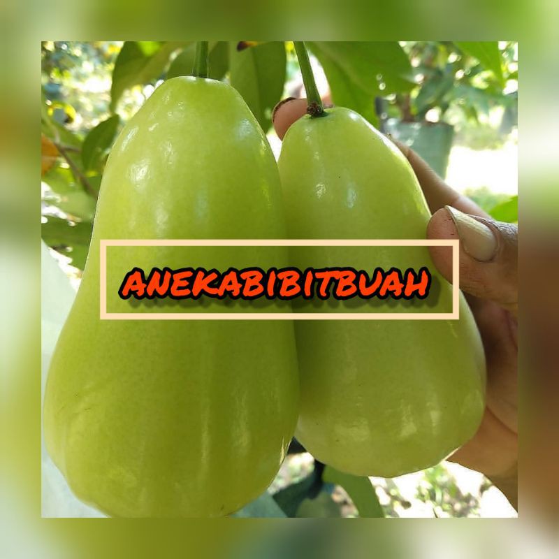BIBIT JAMBU TAIWAN SUPER GREEN