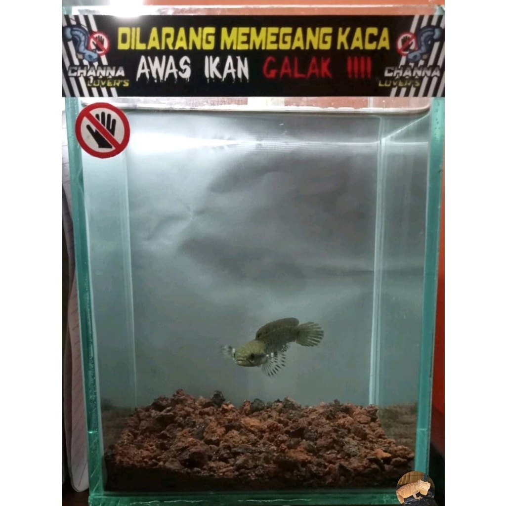 Sticker Aquarium Channa yellow Sentarum Area  | Bukan Adu Gengsi | Memandangku Gratis | Channa Lovers | Dilarang Pegang kaca | Ikan Galak | Predator Fish Area | Termurah