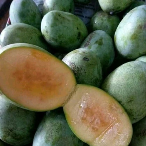 Bibit Mangga Manalagi