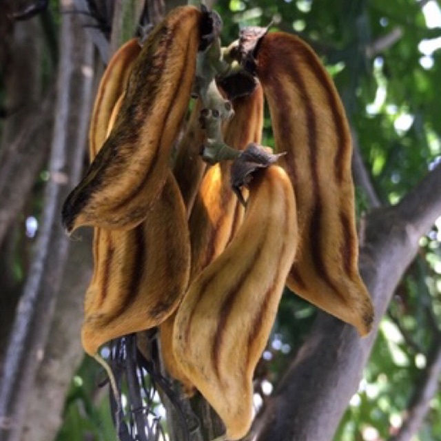 Bibit Tanaman Herbal Koleksi Koro Rawe Gatal Mucuna Sp.