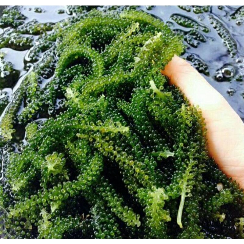 

latoh / sea grapes / green caviar / lawi-lawi / anggur laut