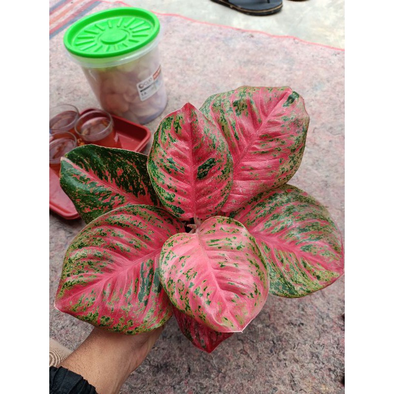 bunga aglonema wulandari super