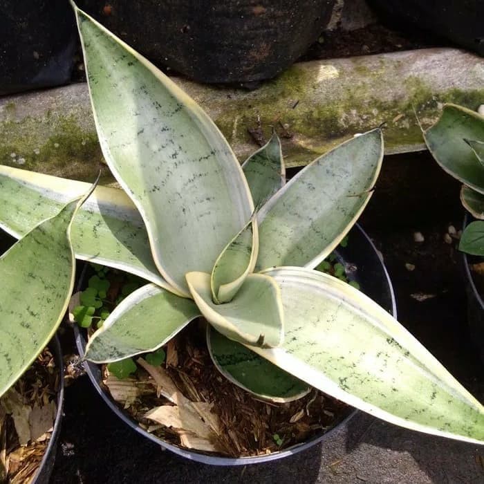 taman hias sansivera mini green silver - lidah mertua - tapis MURAH