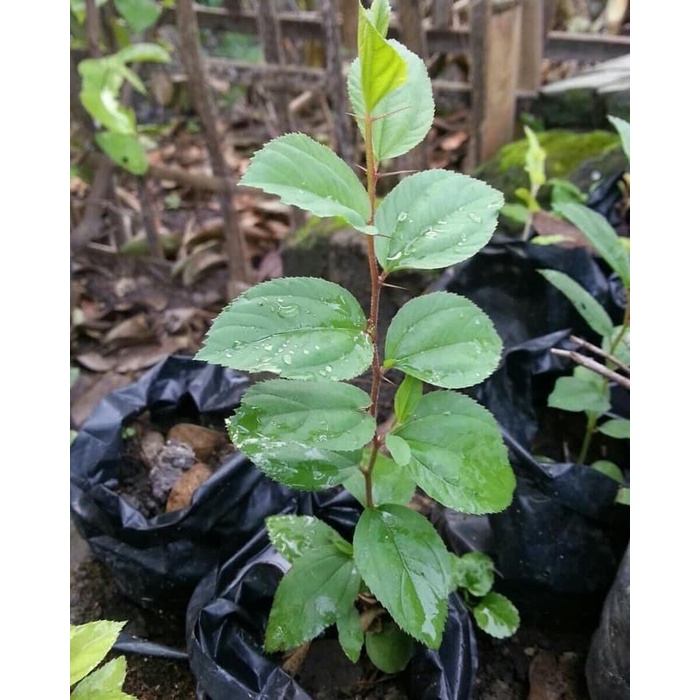 bibit bidara arab sidr / bibit tanaman bidara arab / sidr / tanaman bidara arab / pohon bidara arab