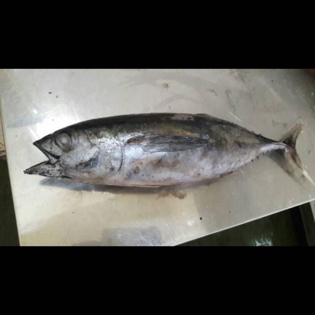 

Baby Tuna Frozen Segar
