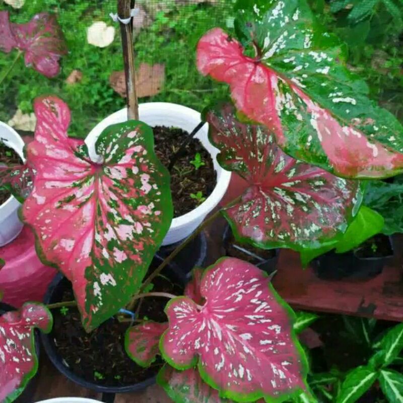 Caladium Keladi Red Clone Dewasa red clone Ubi utuh(  bonggol )