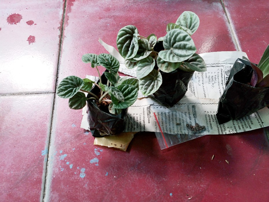 Tanaman Hias Paperomia Caperata Hijau