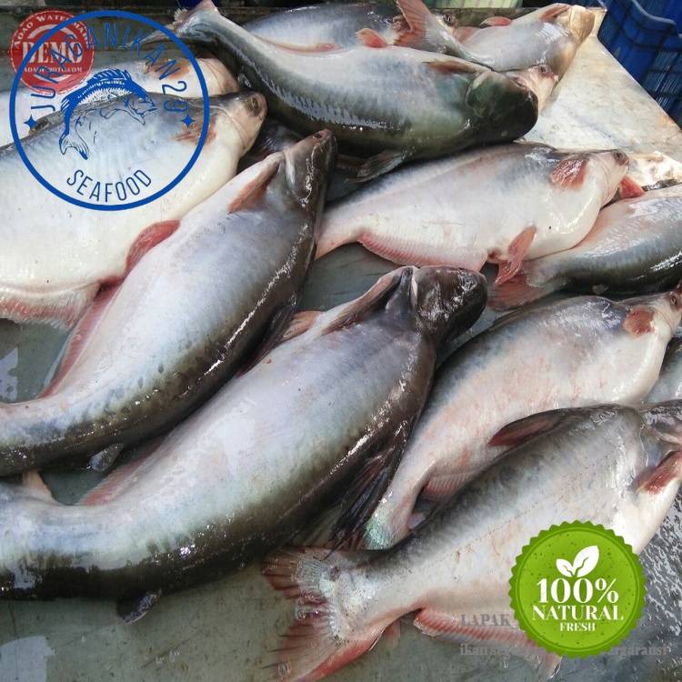 

Ikan Patin Segar 1~Kilogram