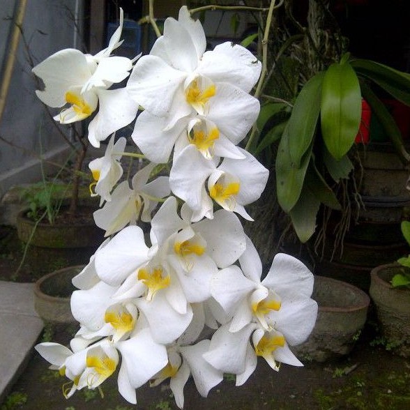 phalaenopsis amabilis atau anggrek bulan amabilis