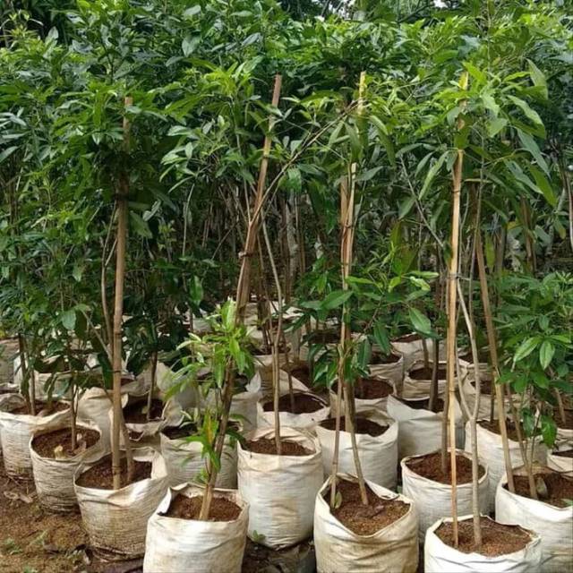 Pohon tabebuya ungu tinggi 1meter - pohon tabebuya ungu