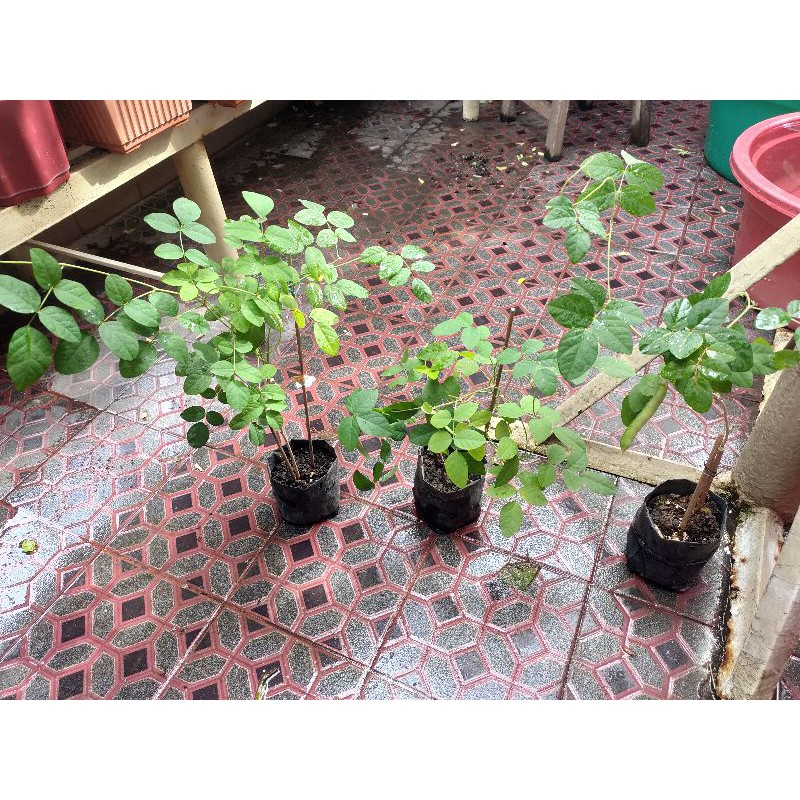 Jual Tanaman Bunga Telang Kembang Biru Butterfly Pea Clitoria Ternatea ...