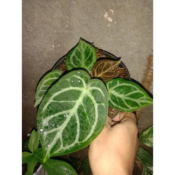 kuping gajah silver mangkok