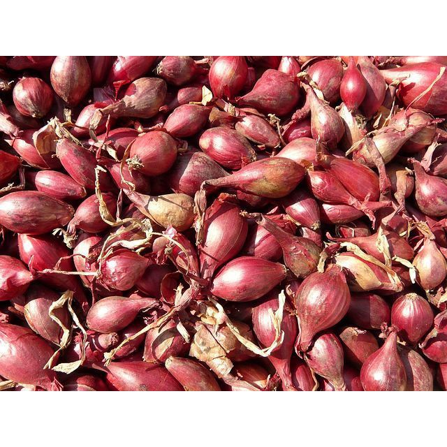 

500gram / BAWANG MERAH SEGAR ASLI DARI PETANI PILIHANI ISI