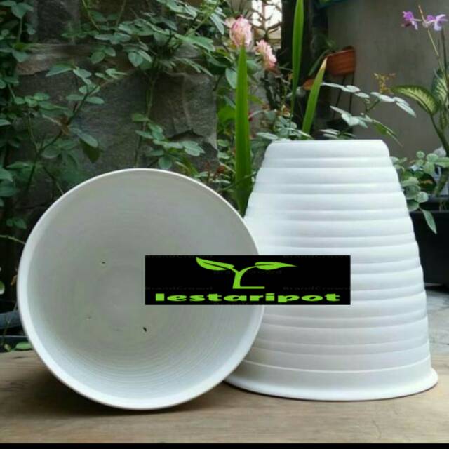  Pot  bunga  tanaman model tawon  Pirus ukuran 18cm putih 