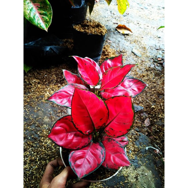 Aglonema Red Anjamani lokal stang pendek