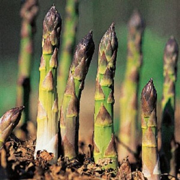 Benih Bibit Asparagus F1 20 Biji Sayur Sayuran Mary Washington / UC800